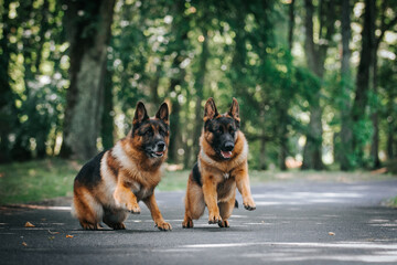 German shepherd dog posing outside. Happy and healthy dogs together. Two dogs outside.	
