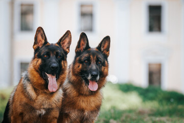 German shepherd dog posing outside. Happy and healthy dogs together. Two dogs outside.	
