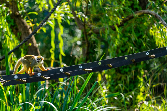 Fototapeta Monkey crossing rope bridge at zoo