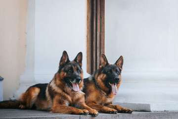 German shepherd dog posing outside. Happy and healthy dogs together. Two dogs outside.	
