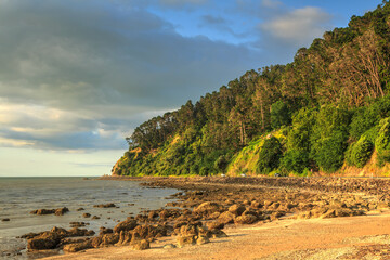 Scenic coastline near Thames on the Coromandel Peninsula, New Zealand. A forest of pine trees on the cliffs , lit up by the setting sun