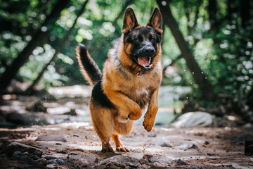 German shepherd dog posing outside. Happy and healthy dogs together. Two dogs outside.