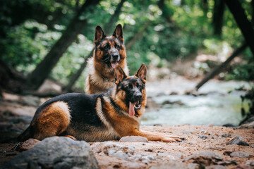 German shepherd dog posing outside. Happy and healthy dogs together. Two dogs outside.