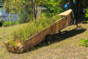 An old, crumbling rowboat, turned into a garden planter for ferns