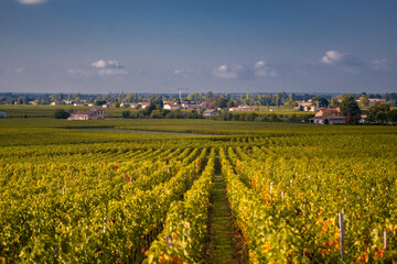 Fototapeta na wymiar The big vineyard in Saint Emilion at sunset.