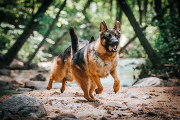 German shepherd dog posing outside. Happy and healthy dogs together. Two dogs outside.