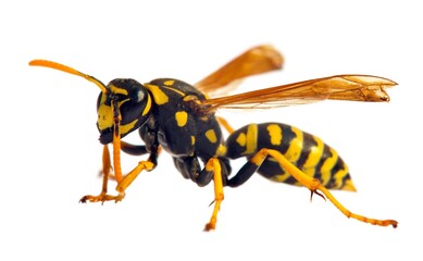 wasp or German yellowjacket isolated on white background