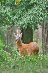 Naklejka na ściany i meble western roe deer in the forest