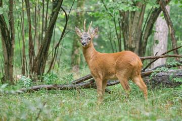 western roe deer in the forest