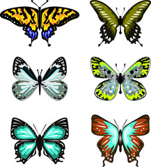 Fototapeta na wymiar Butterflies isolated on white background for book illustration - Vector