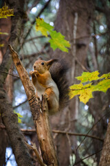 The squirrel sits on a dry tree