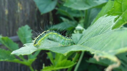 caterpillar on a green leaf