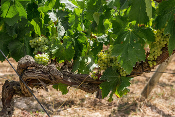 Grapes white wine on tree with branch and green background