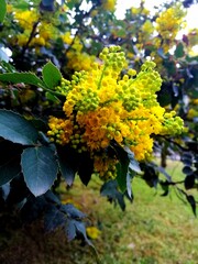 Mimose