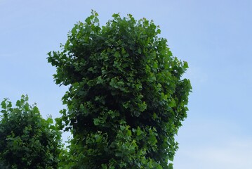 top of an  tree with green branches and leaves against a blue sky
