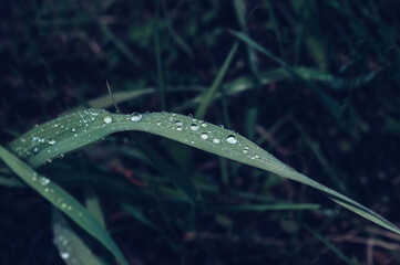 close up green common grass leaf with rain drops