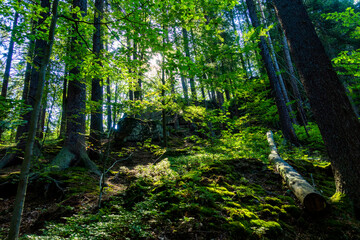 Ruiny bunkier kamienie skały las drzewa karkonoski park narodowy karkonosze