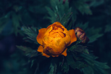 view from above on blooming orange trollius flower