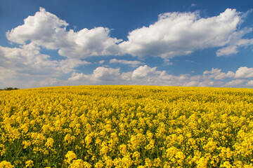 rapeseed canola or colza field in Latin Brassica Napus