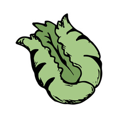 Lettuce Hand Drawn Icon