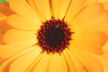 The macro shot of the background or the texture of the yellow summer garden flower with the stamens, pestles and blades