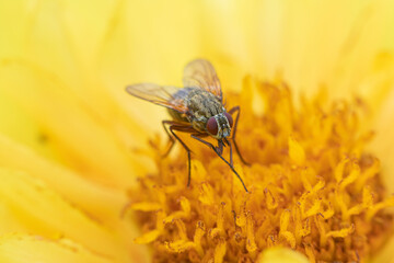 The macro shot of the beautiful fly like bee eating nectar on the yellow dandelion flower in the...