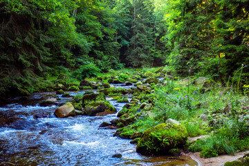 Potok strumień rzeka woda las karkonoski park narodowy karkonosze