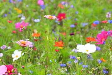 Farbenfrohe Blumenwiese in der Grundfarbe grün mit verschiedenen Wildblumen.