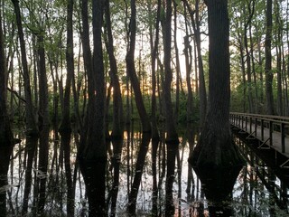 Sunset on Mississippi Swamp