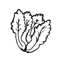 Lettuce Hand Drawn Icon