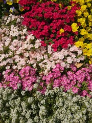 pink flowers in a garden