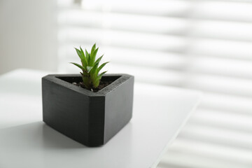 Succulent plant in black pot on white table, closeup. Space for text