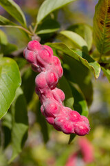 Magnolia seed pod on tree. Magnolia stellata