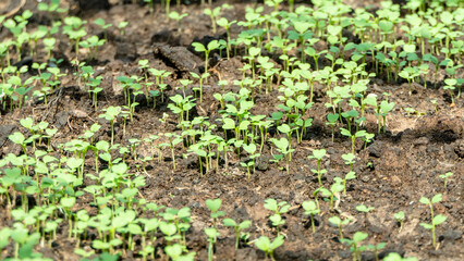 White cabbage seedlings grown from seeds