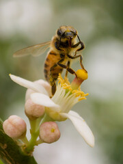 bee on a flower