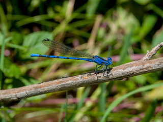 dragonfly on a green leaf