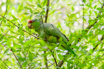 green parrot eating aver a tree