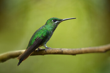 Green-crowned brilliant is perching on branch