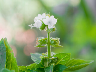 white flowers on green background