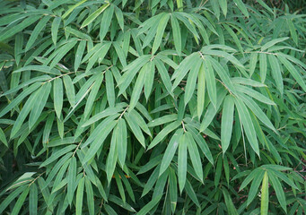 green bamboo leaves on natural background.