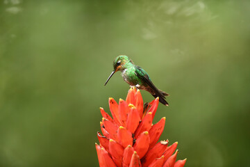 Green-crowned brilliant is perching on red flower
