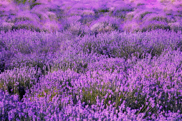 Fototapeta na wymiar Beautiful lavender flowers growing in spring field