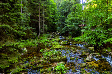 Potok strumień rzeka woda las karkonoski park narodowy karkonosze - obrazy, fototapety, plakaty