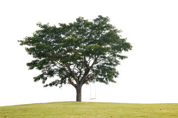 Fototapeta premium Trees isolated on white background, tropical trees isolated used for design, advertising and architecture