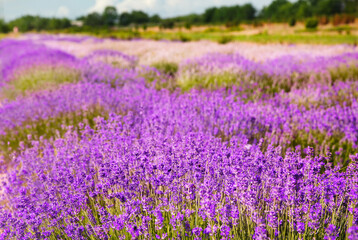 Obraz premium Beautiful lavender flowers growing in spring field