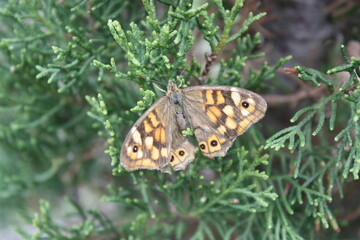 Papillon orange et noire sur une branche de sapin.