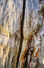 Vertical crack in a rotted tree trunk as a natural background.