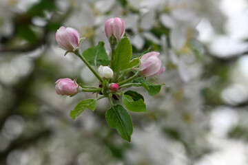 Blossom of apple tree TOPAZ( Malus 'Topaz")