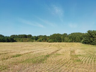 Fototapeta na wymiar mown grass in a field near the forest against a blue sky on a sunny day