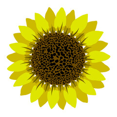 Sunflower vector flat isolated colorful illustration